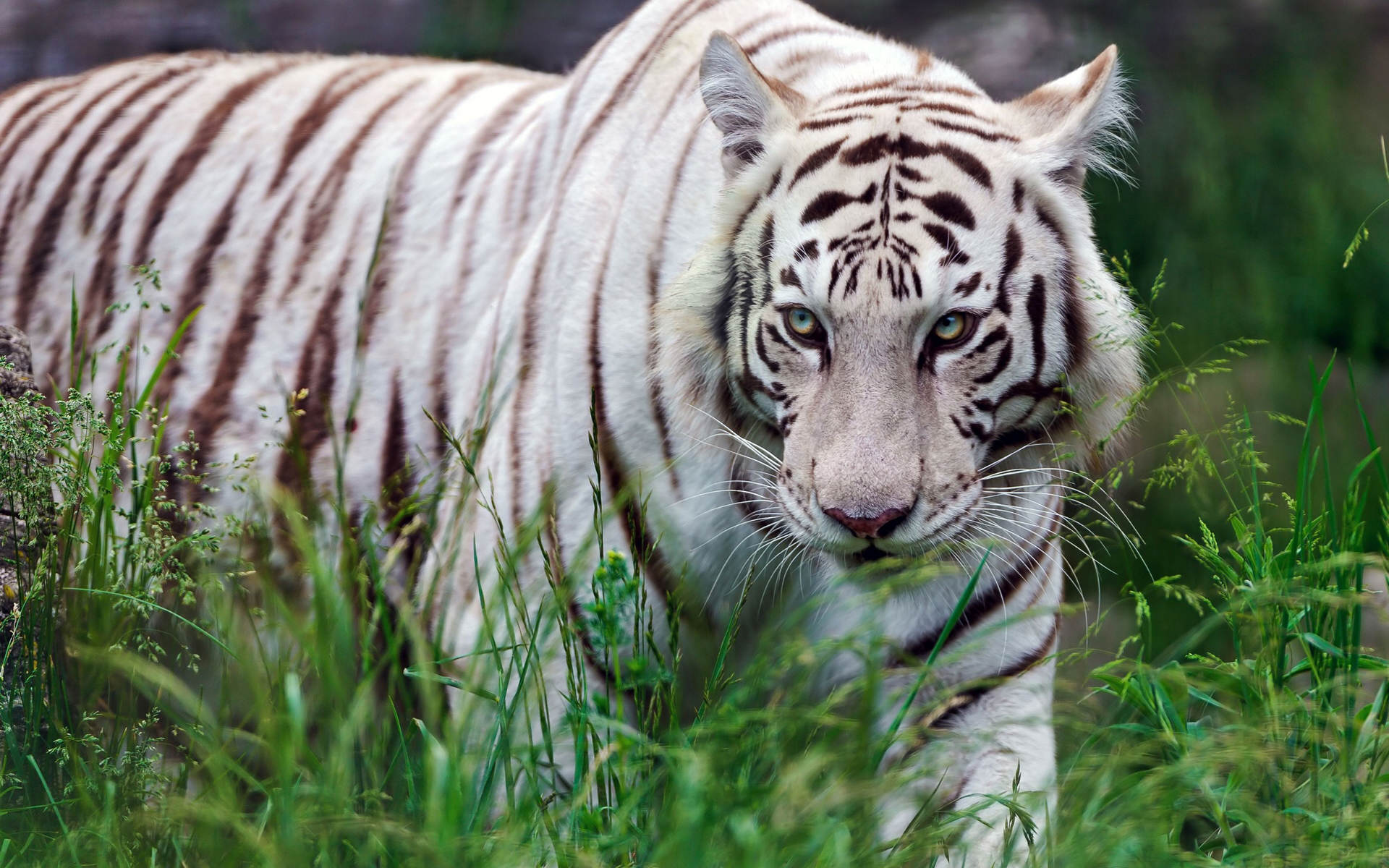 Free Download White Tiger Photo - White Tiger Images Download , HD Wallpaper & Backgrounds