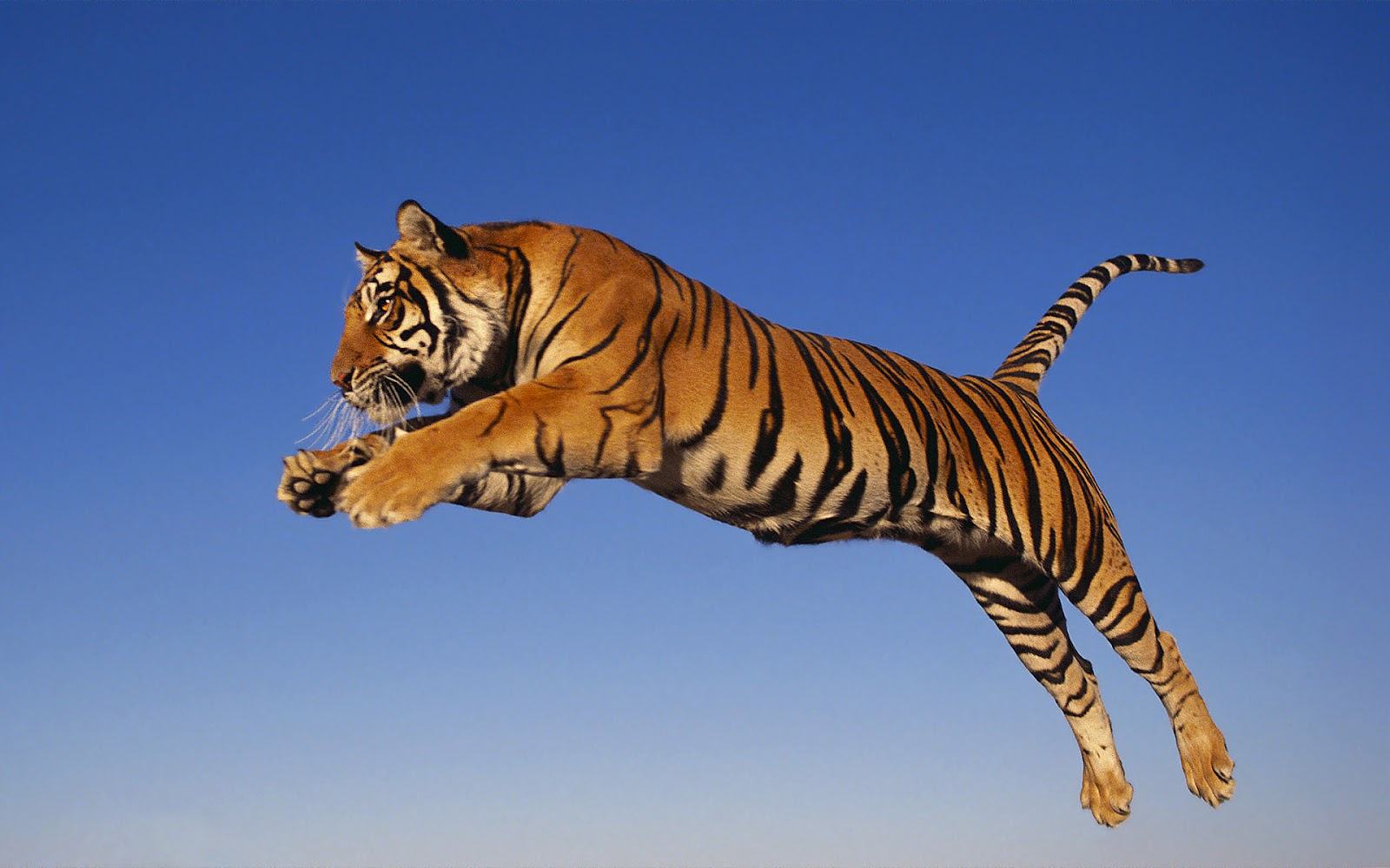 Animal Jumping , HD Wallpaper & Backgrounds