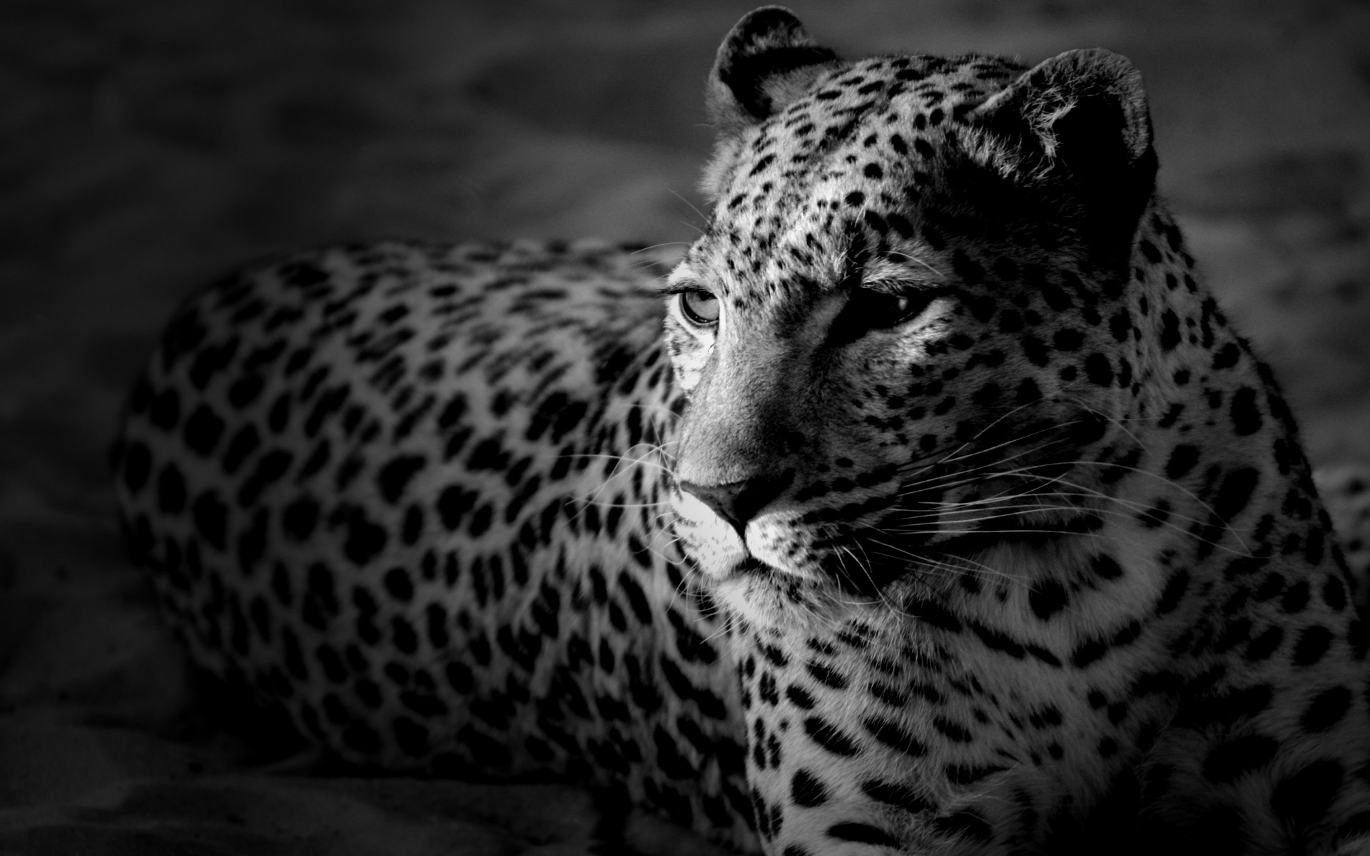 Leopard Wallpaper Black And White , HD Wallpaper & Backgrounds