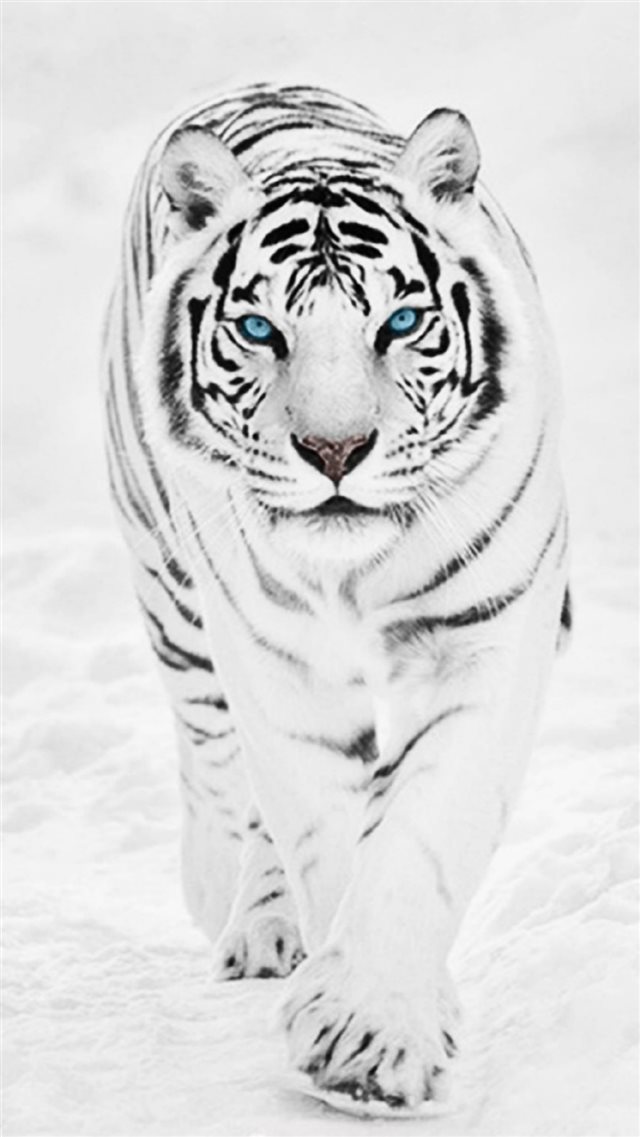 White Wild Tiger Animal Retina Iphone 8 Wallpaper - Hd Iphone 6 White , HD Wallpaper & Backgrounds