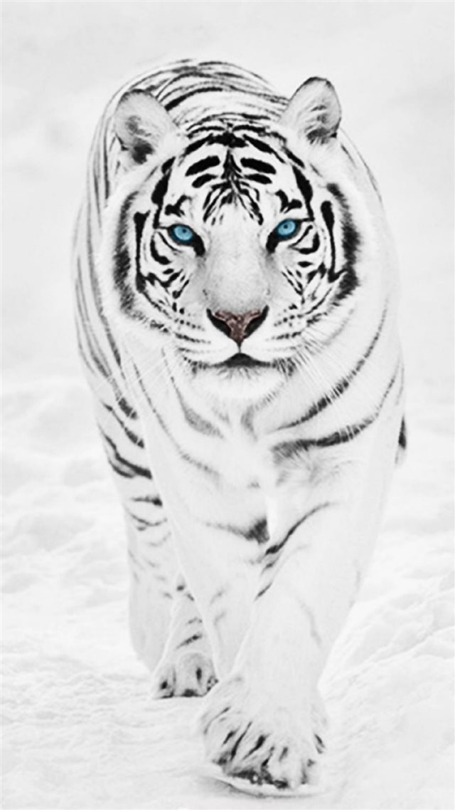 Featured image of post Black Red Eye Black Wallpaper Iphone Tiger : We&#039;ve gathered more than 5 million images uploaded by our users and sorted them by the most popular ones.