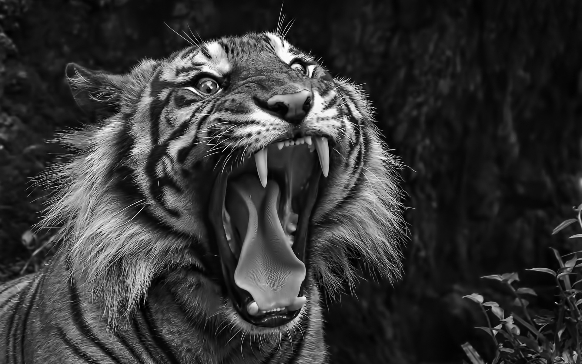 Download <== - Tiger Wallpaper Black And White , HD Wallpaper & Backgrounds