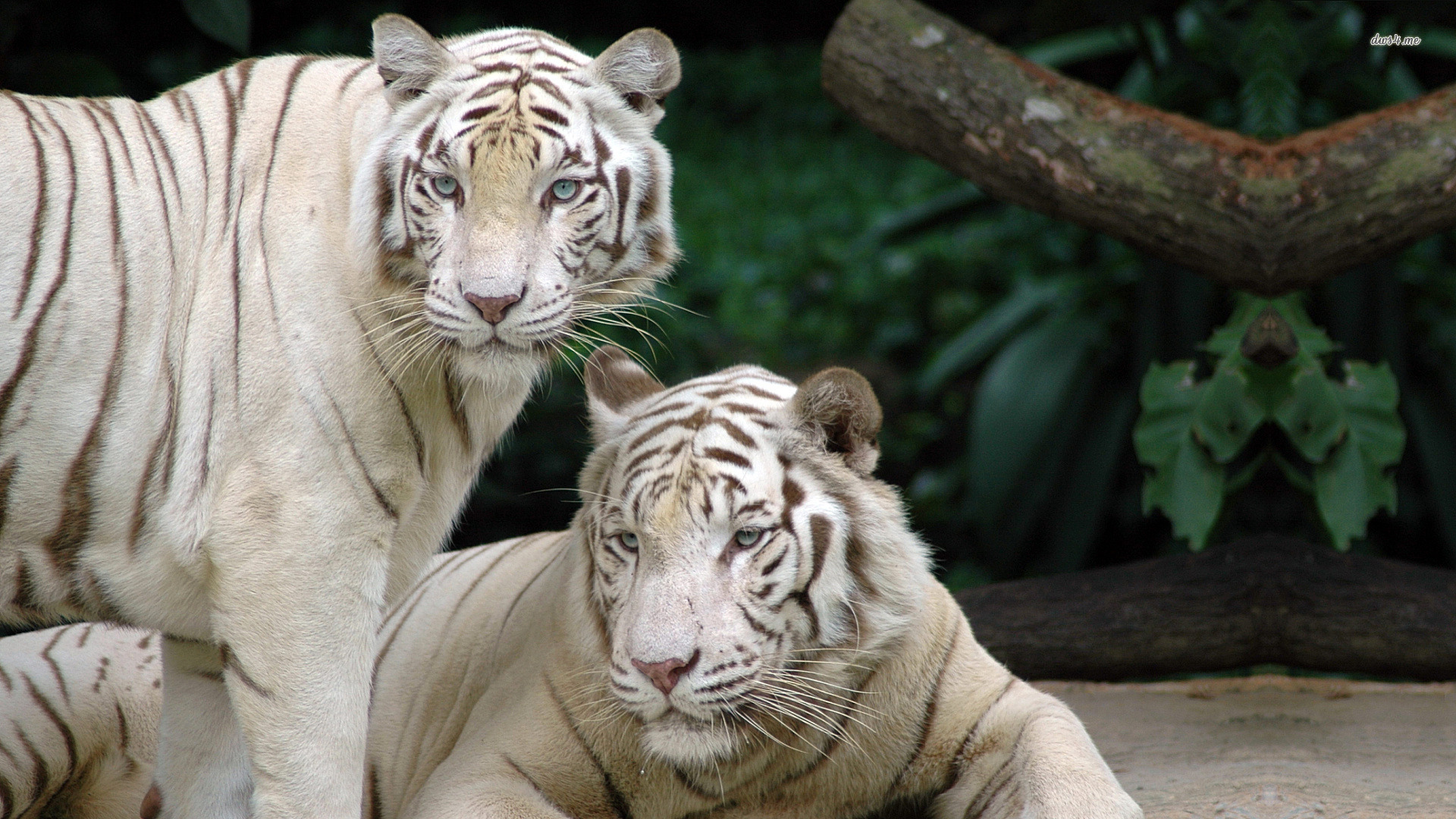 White Tiger Computer Backgrounds - Singapore Zoo , HD Wallpaper & Backgrounds