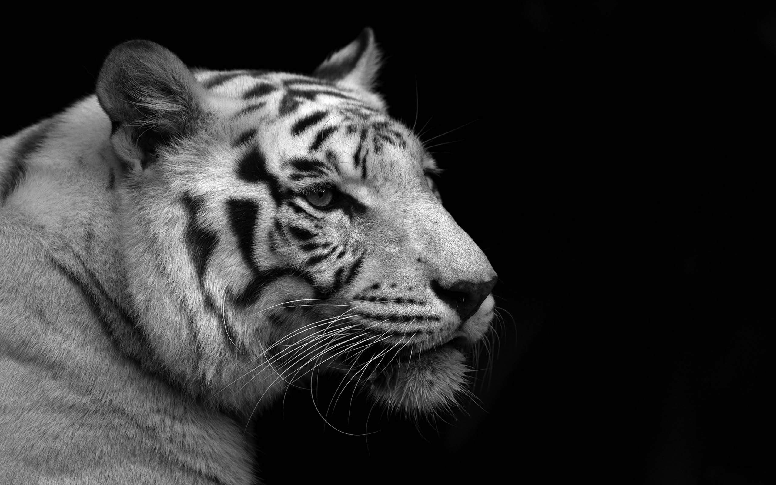 White Tiger Wallpaper Download Free Wallpaper Download - White Tiger In Space , HD Wallpaper & Backgrounds