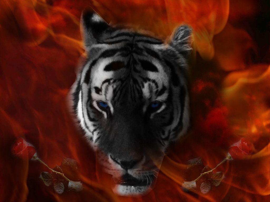 Tiger - Eye Of The Tiger , HD Wallpaper & Backgrounds