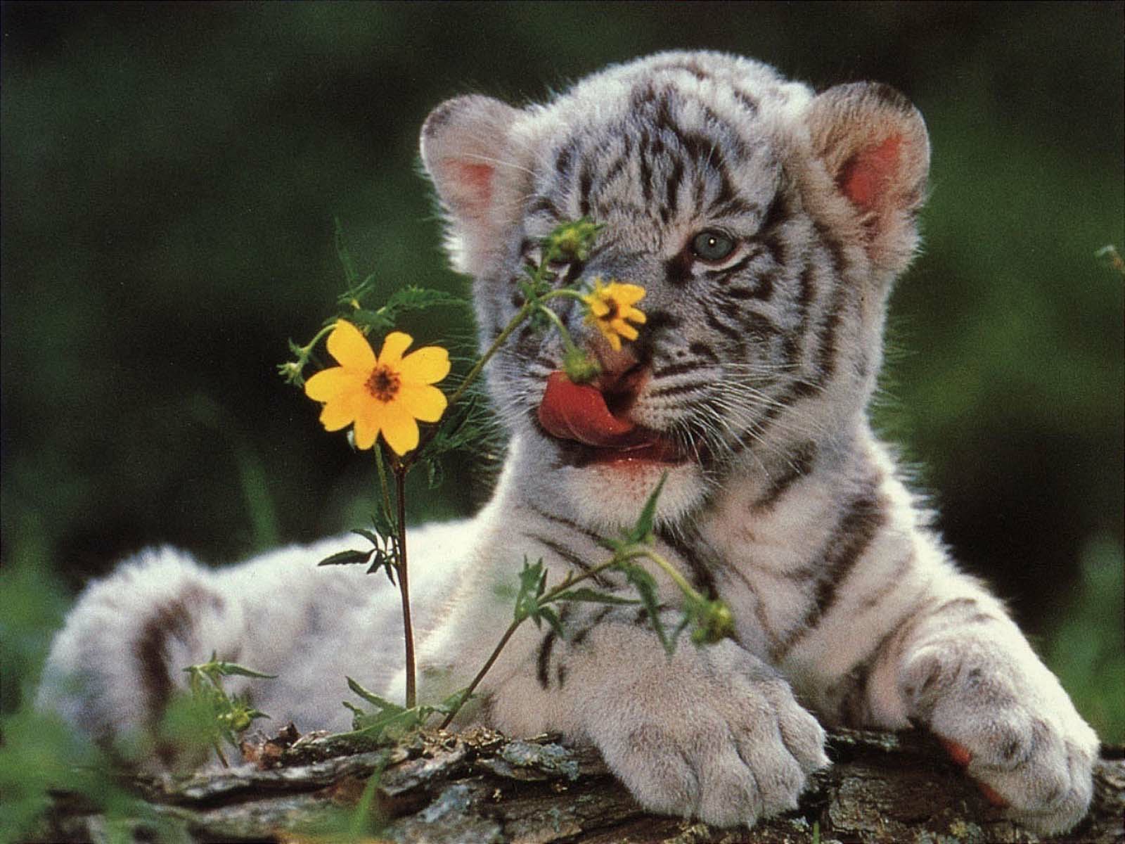 White Baby Tiger , HD Wallpaper & Backgrounds