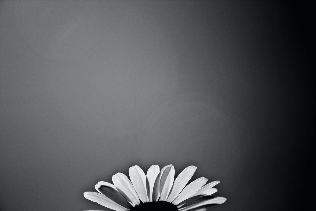 Enchanting Black And White Flower Wallpaper And Black - Flower Black N White Background Png , HD Wallpaper & Backgrounds