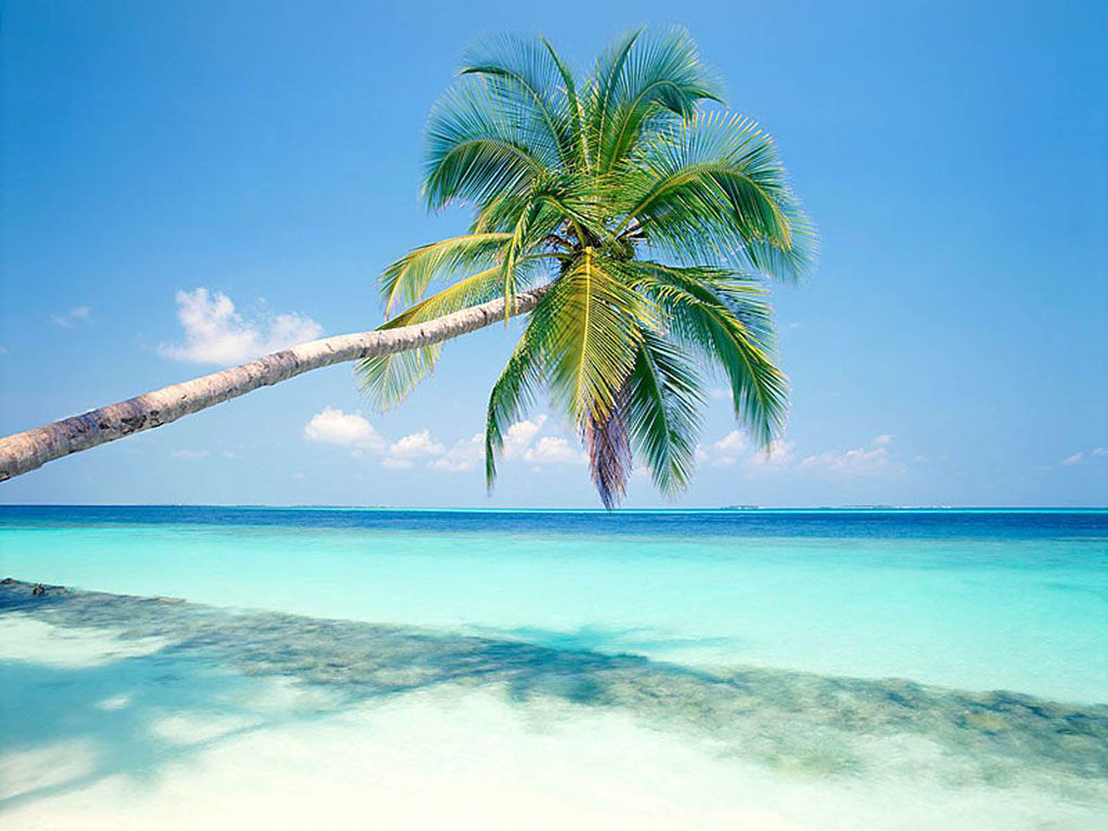 Maldives - Tropical Island Background , HD Wallpaper & Backgrounds
