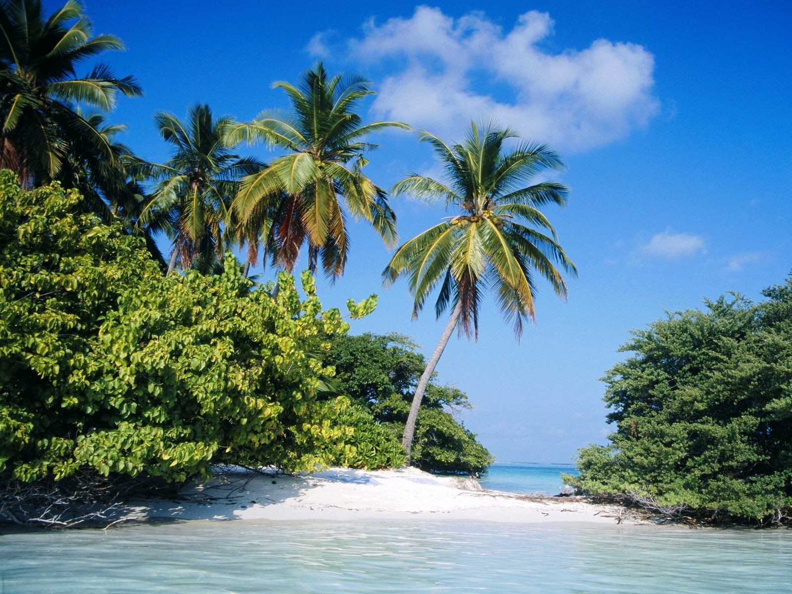 Nature Tropical North Maldives Wallpaper - Tropical Island Island Landscape , HD Wallpaper & Backgrounds