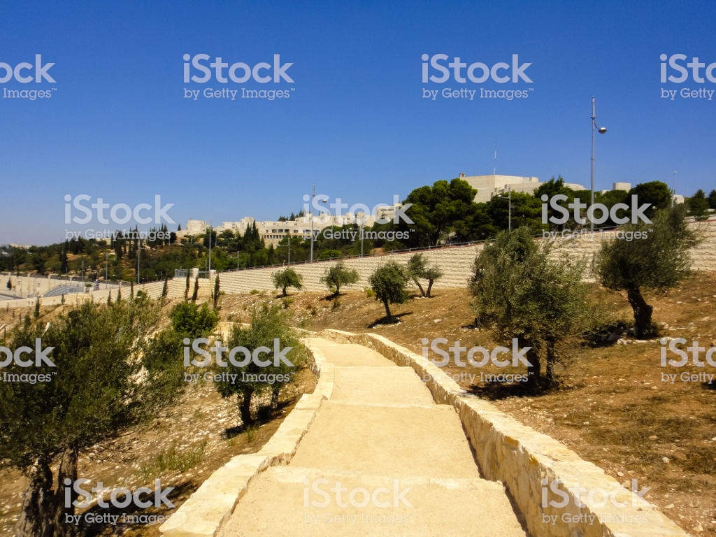 Israel Wallpaper Landscapes - Tree , HD Wallpaper & Backgrounds