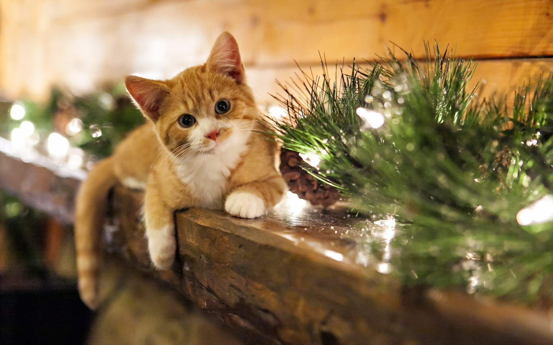 Cute Cat Wallpaper Cute Cats Tumblr Wallpaper 3719 - Christmas Wallpaper Cat , HD Wallpaper & Backgrounds