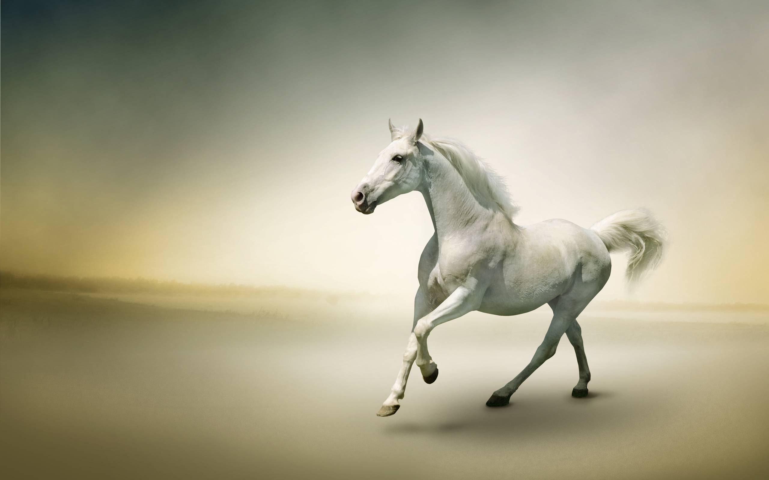 White Horse Photo Wallpaper - White Wallpaper Horse , HD Wallpaper & Backgrounds