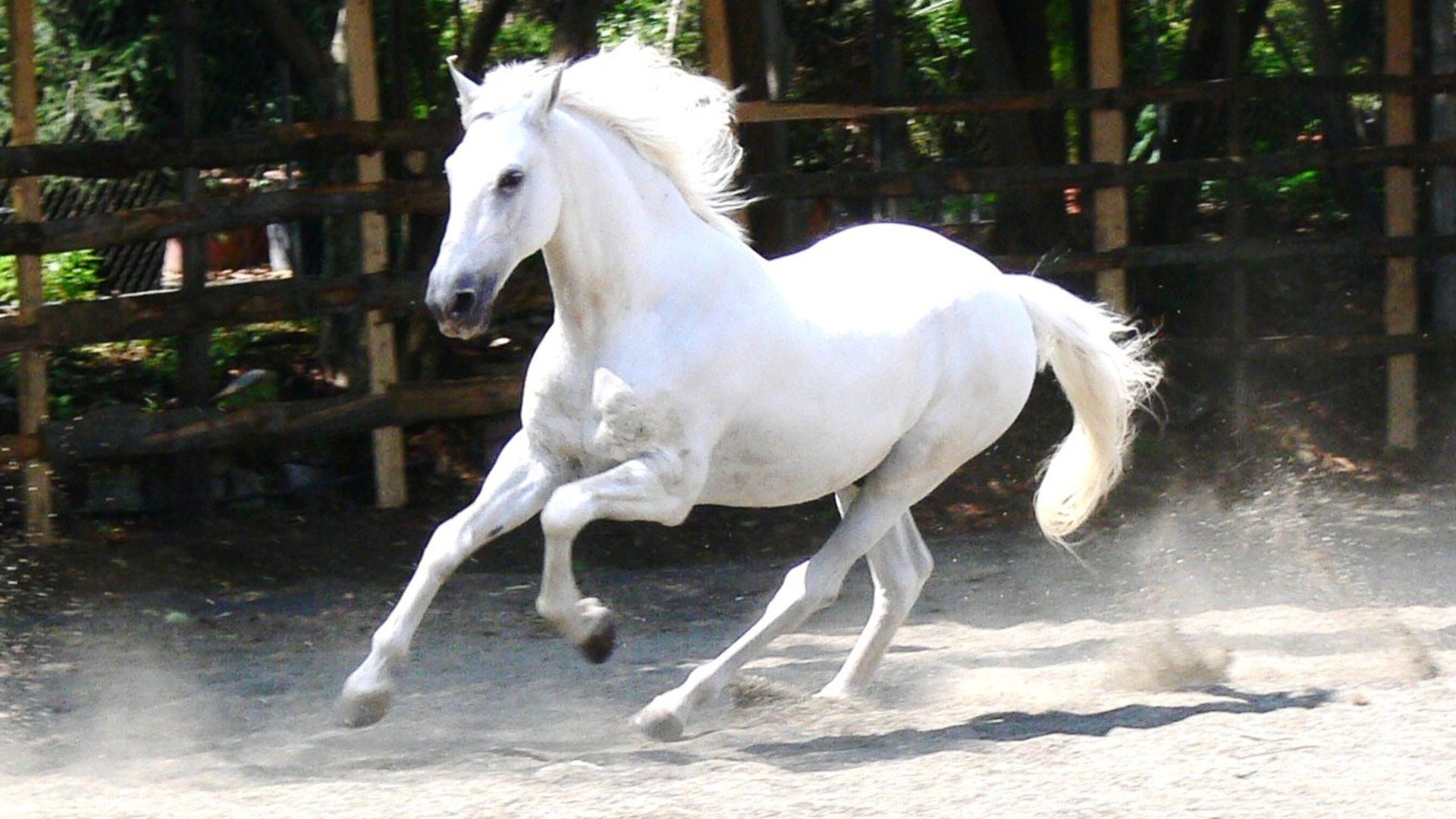 White Horse - Running White Horse Hd , HD Wallpaper & Backgrounds