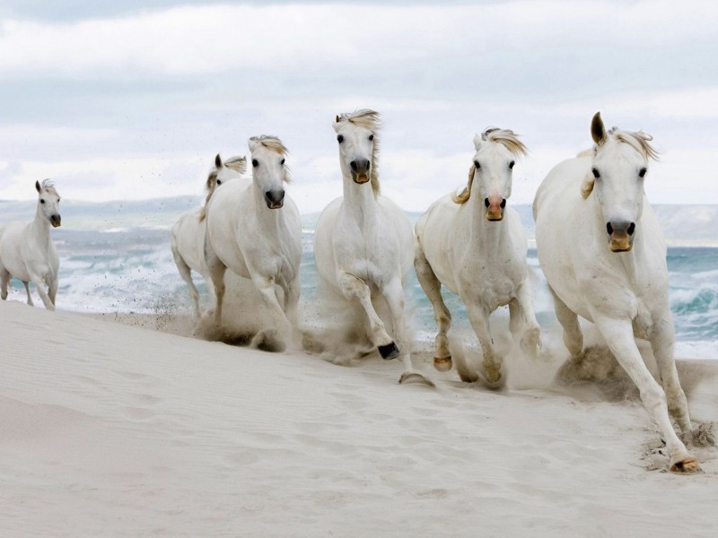 Rare White Horses Running Wallpaper - White Beautiful Cute Horses , HD Wallpaper & Backgrounds