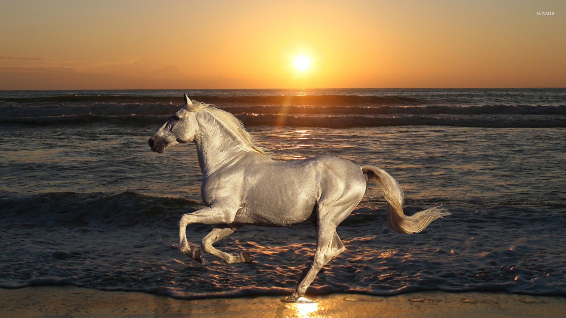 White Horse Running On The Beach Wallpaper - Hd Wallpapers Running Horse , HD Wallpaper & Backgrounds