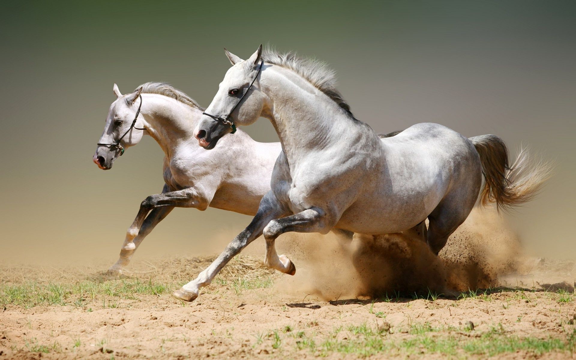 Seven White Horse Wallpaper - Running White Horse Png , HD Wallpaper & Backgrounds