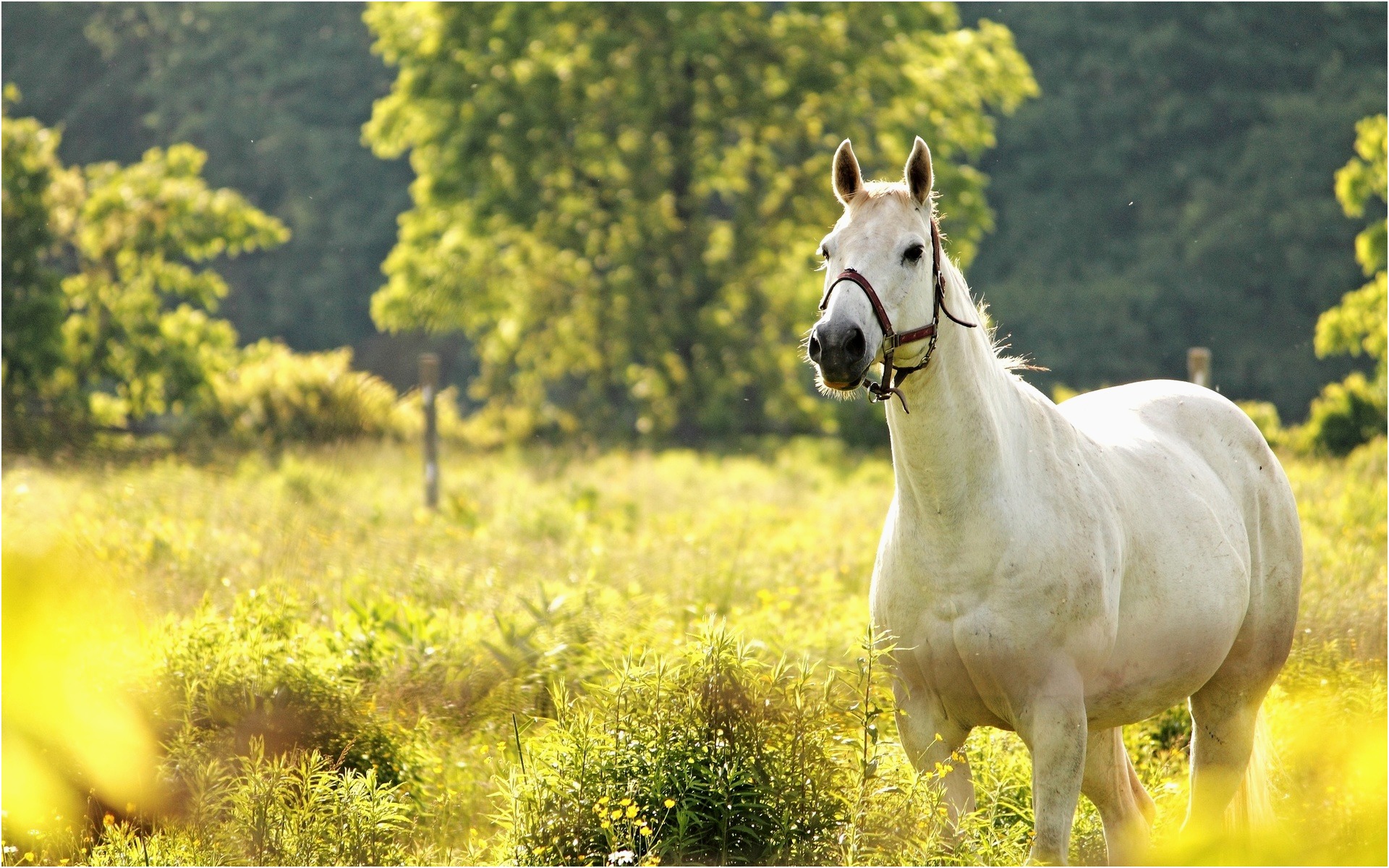 Horses Wallpaper Awesome White Horse Nature Hd Desktop - Horses In The Meadow , HD Wallpaper & Backgrounds