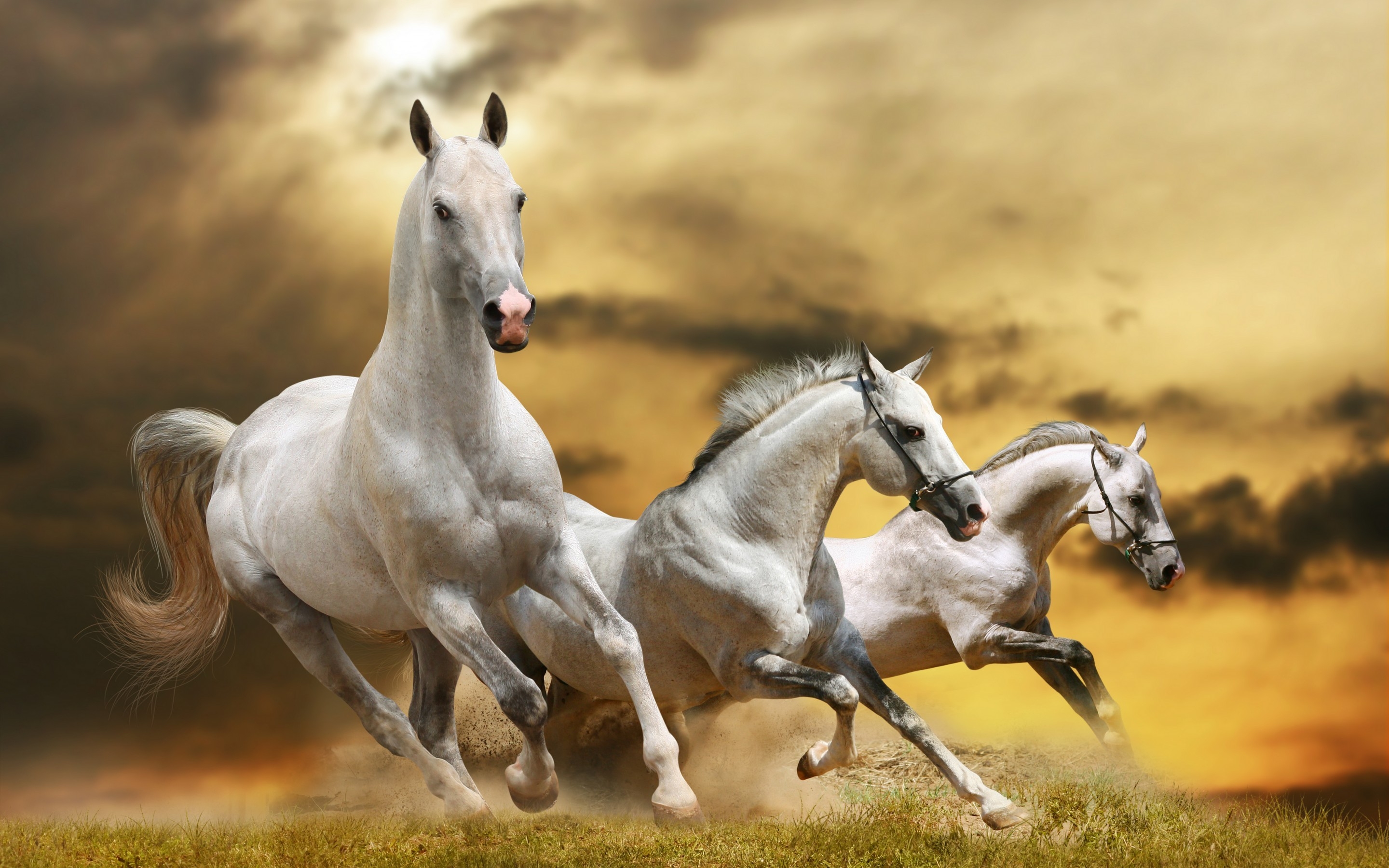 Wilde White Horses Wallpaper - Running White Horse , HD Wallpaper & Backgrounds