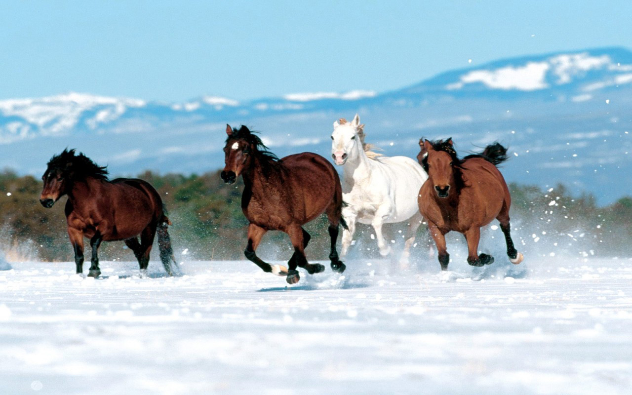 Hd Wallpaper Pic - 4 Horses In Snow , HD Wallpaper & Backgrounds