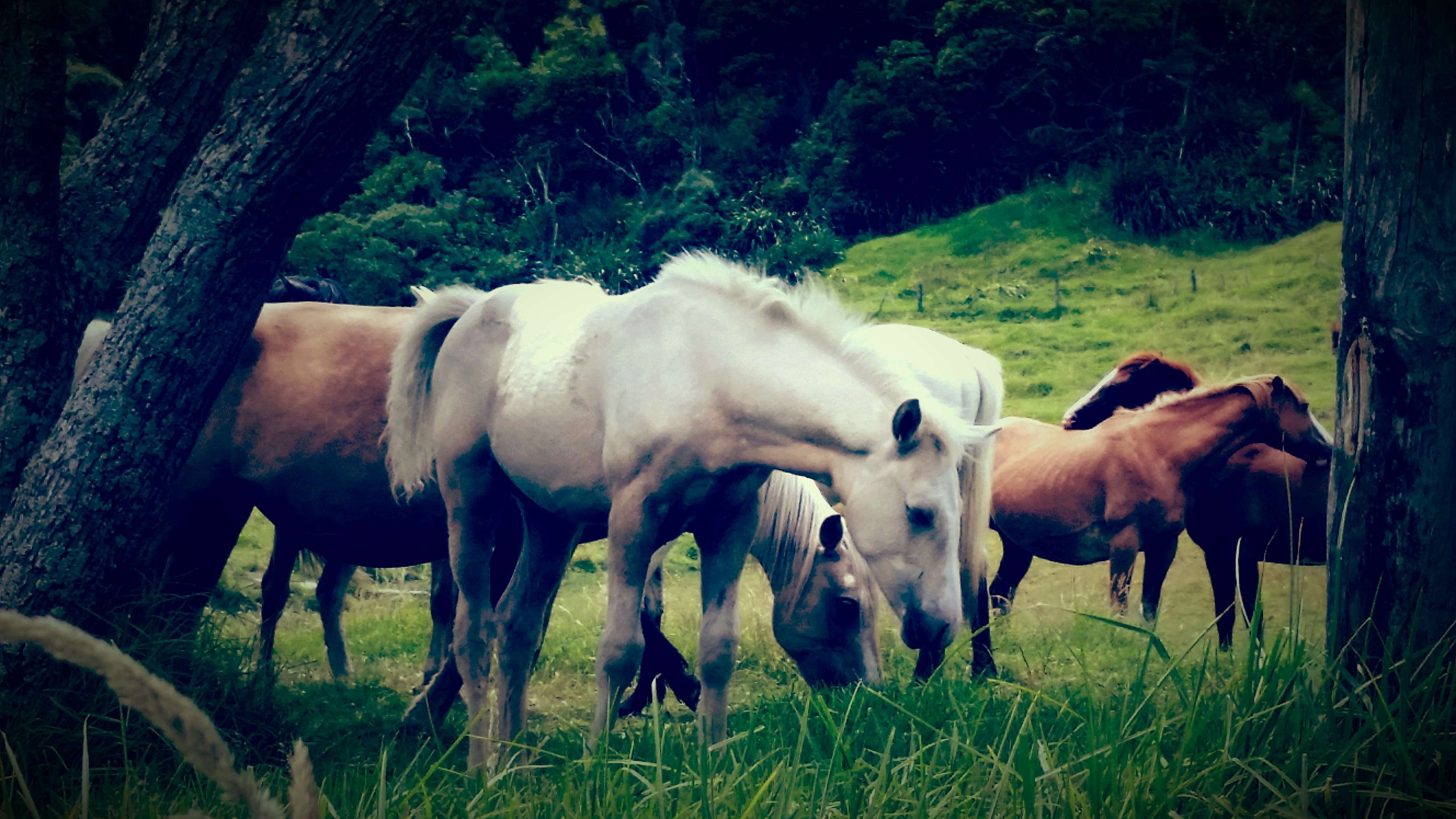 Brown, Grass, Green, Horses, New Zealand, Rural, Trees, - Mustang Horse , HD Wallpaper & Backgrounds