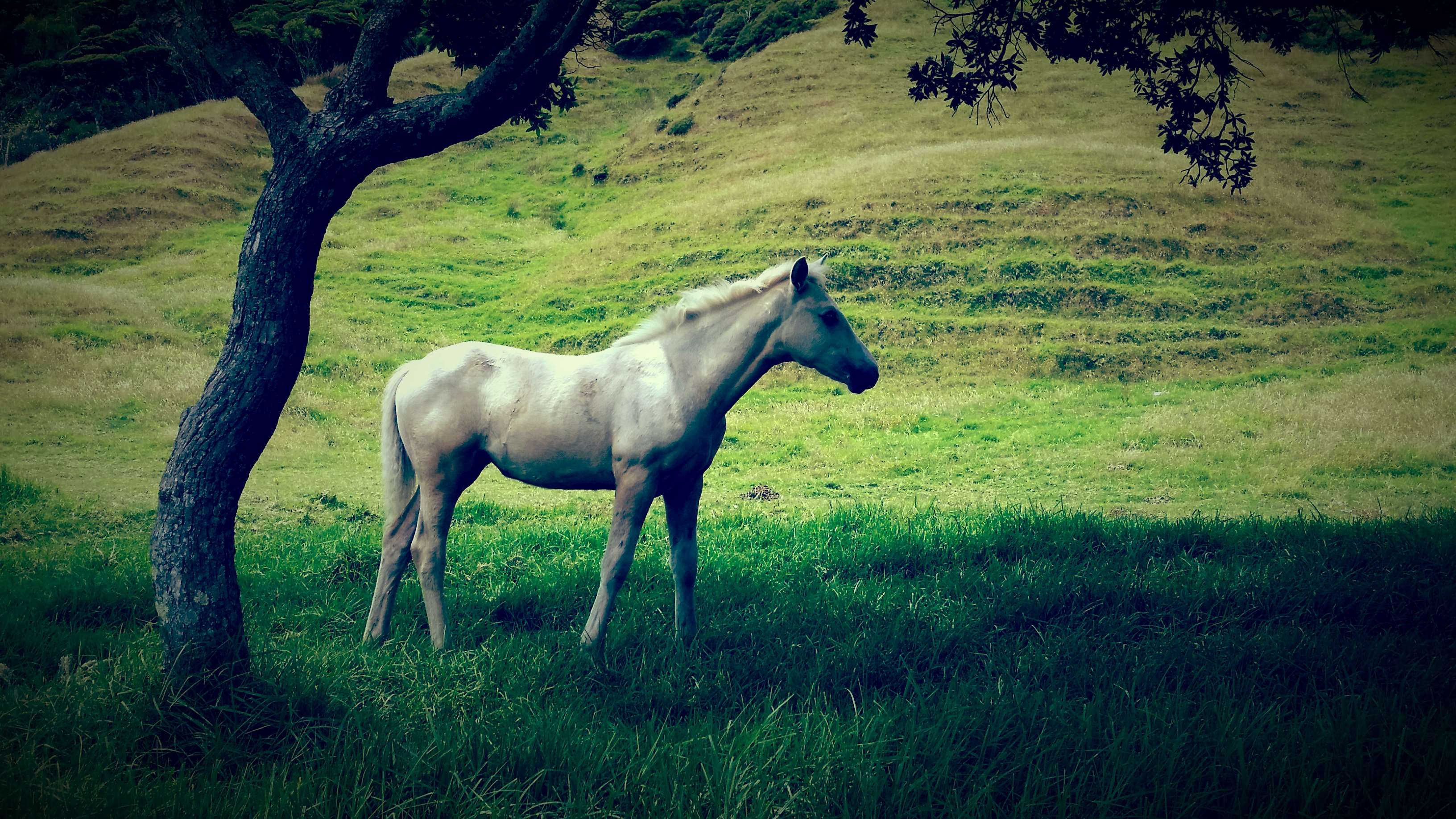 Green, Grey, Hills, Horse, Tree, White, White Horse - White Horse With Tree , HD Wallpaper & Backgrounds