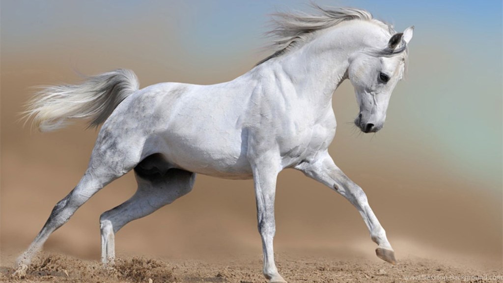 White Horse Wallpapers High Resolution Hd Desktop Background - Free Horse , HD Wallpaper & Backgrounds