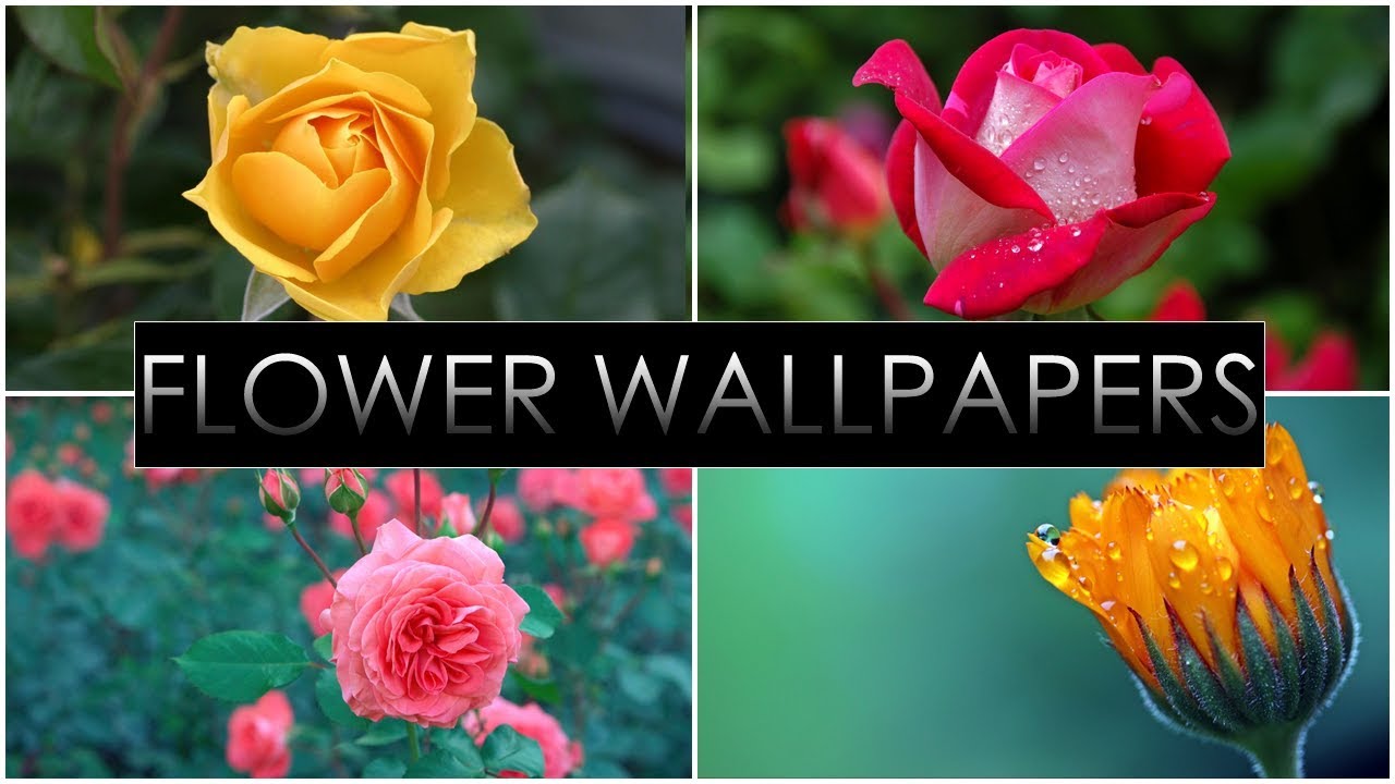 Hd Flower Wallpapers Pack - Garden Roses , HD Wallpaper & Backgrounds