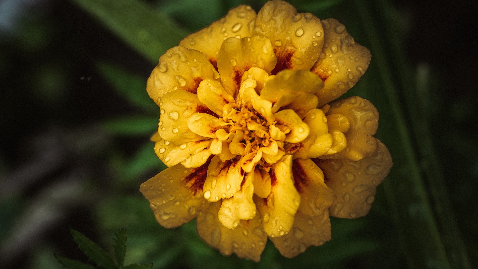 Wallpaper Marigold, Drops, Yellow, Flower - Iphone Wallpeper Yellow Flower , HD Wallpaper & Backgrounds