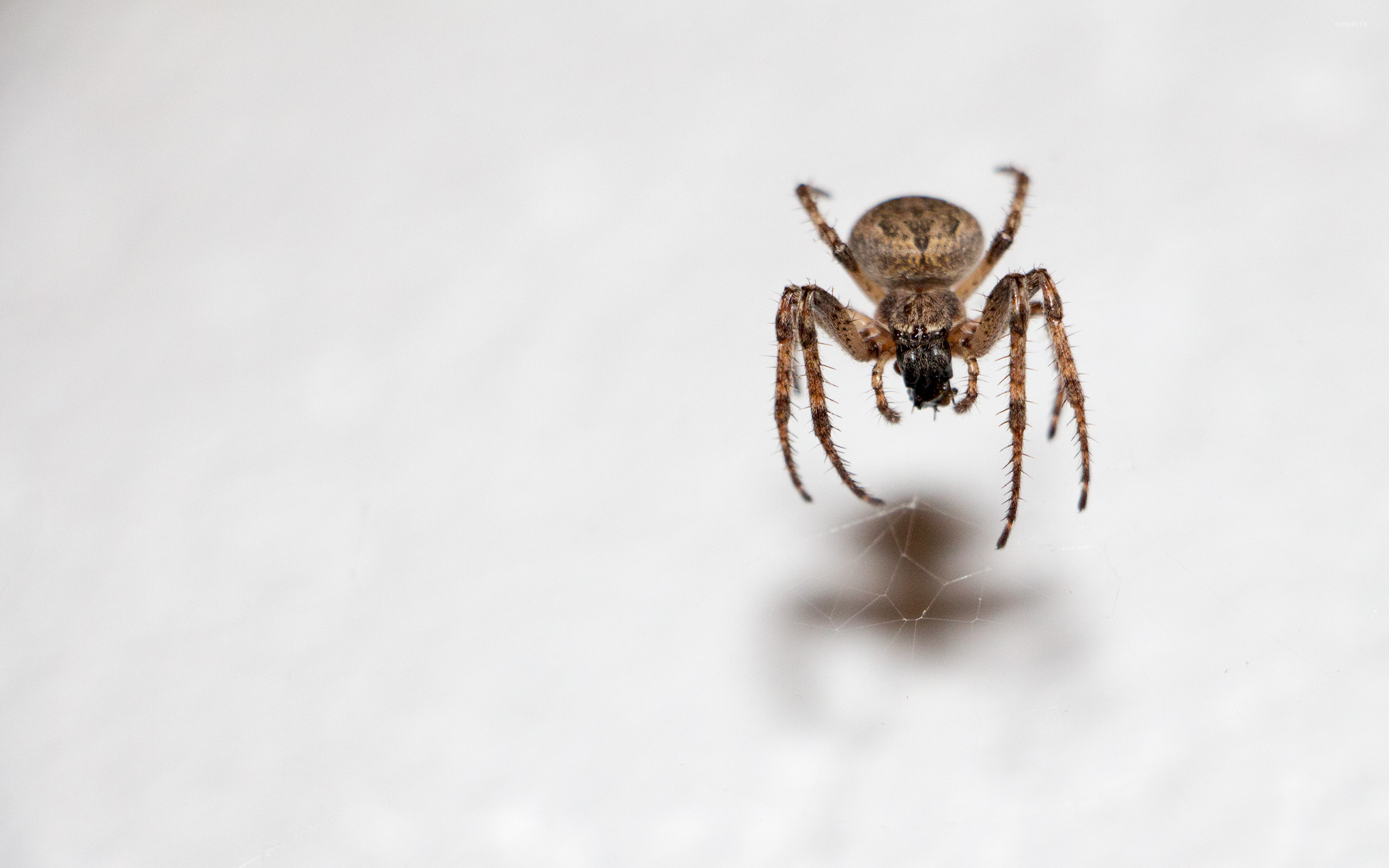 Spider On Its Web Over The White Wall Wallpaper - Bug , HD Wallpaper & Backgrounds