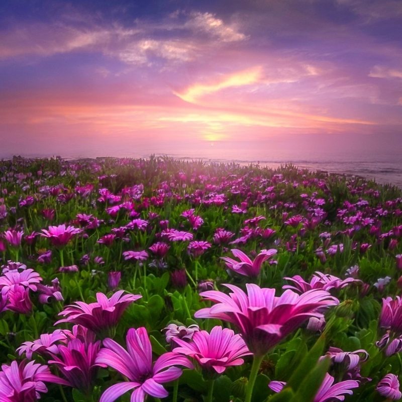 10 Latest Field Of Flowers Wallpaper Full Hd 1080p - Beautiful Flower Good Night , HD Wallpaper & Backgrounds