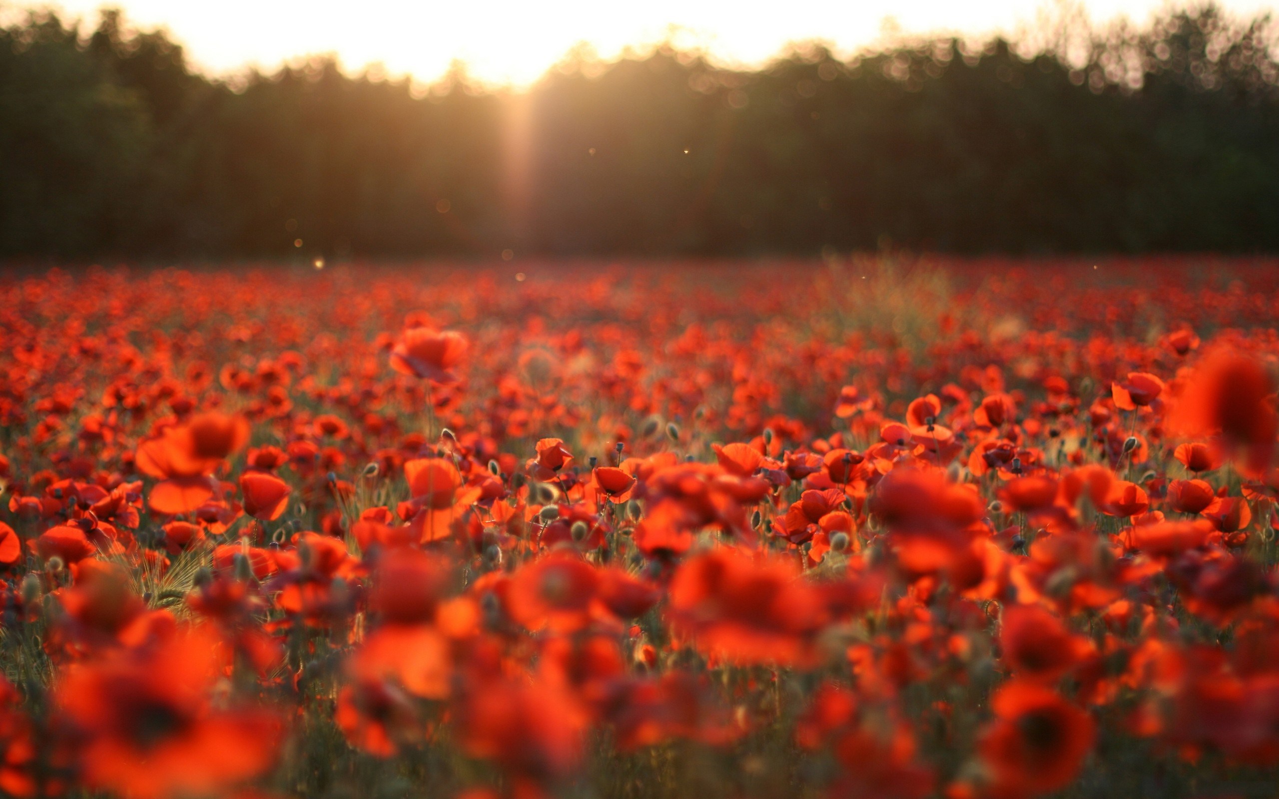 20 Jan Flower Wallpaper Red Wallpapers 1080p Hd Quality - Red Flowers In Nature , HD Wallpaper & Backgrounds