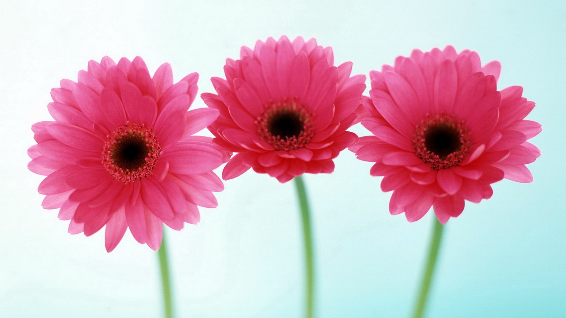 Love Good Morning Flowers , HD Wallpaper & Backgrounds