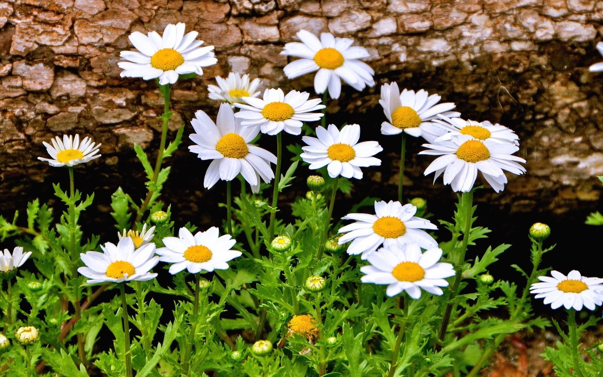 Daisies Flowers , HD Wallpaper & Backgrounds