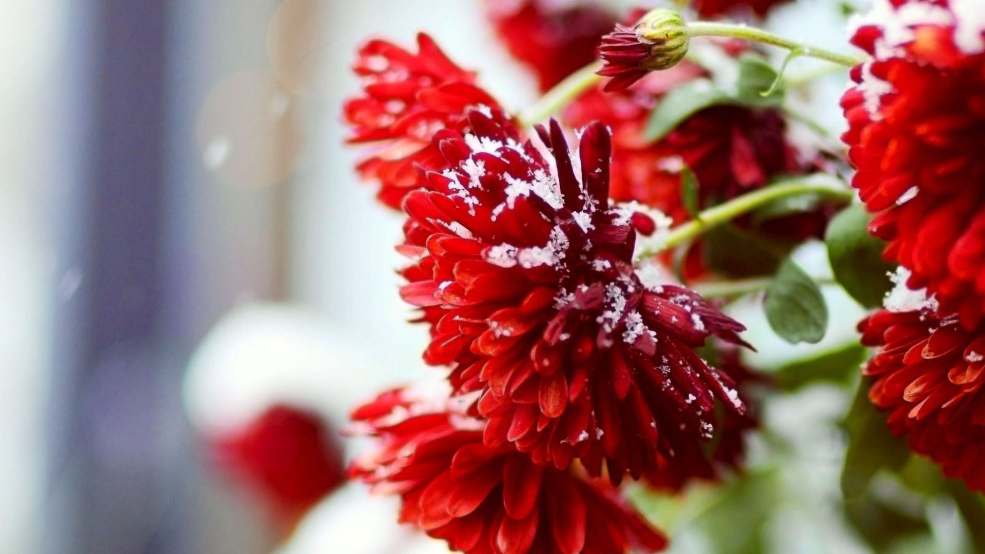 Winter Red Flowers Wallpaper Hd 1080p - Winter Flowers , HD Wallpaper & Backgrounds