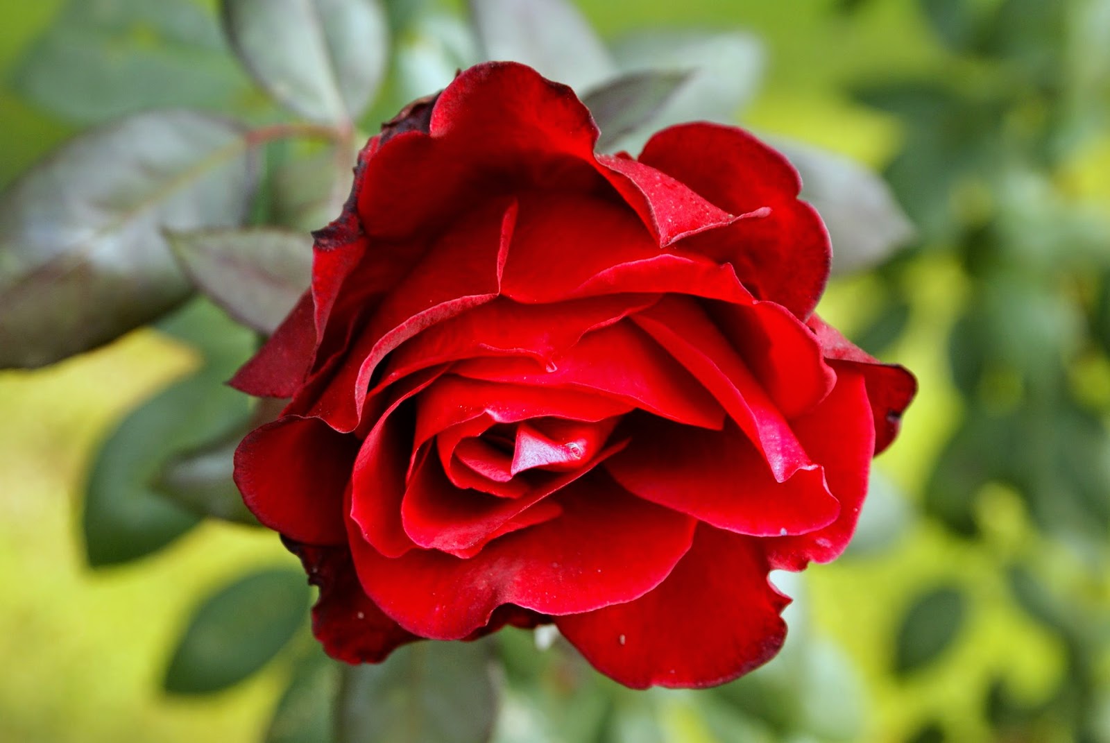 Flowers Hd Wallpapers - Red Rose , HD Wallpaper & Backgrounds