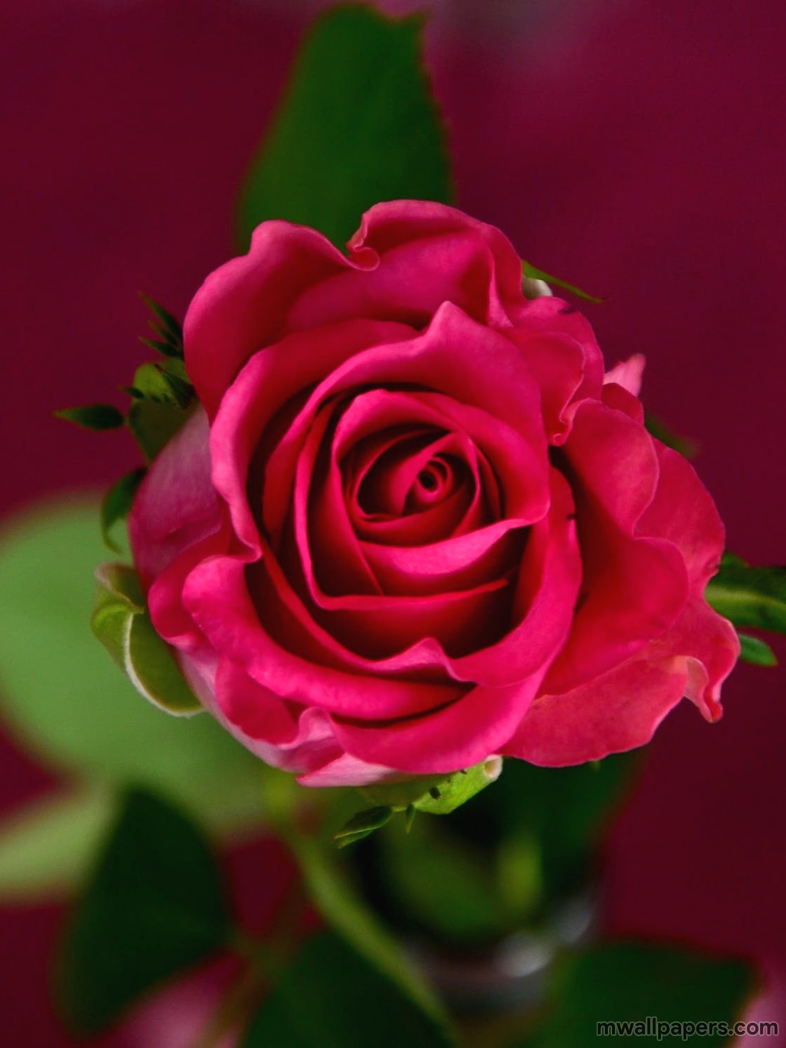 Red Rose Hd Images And Wallpapers - Red Rose Hd Flower , HD Wallpaper & Backgrounds