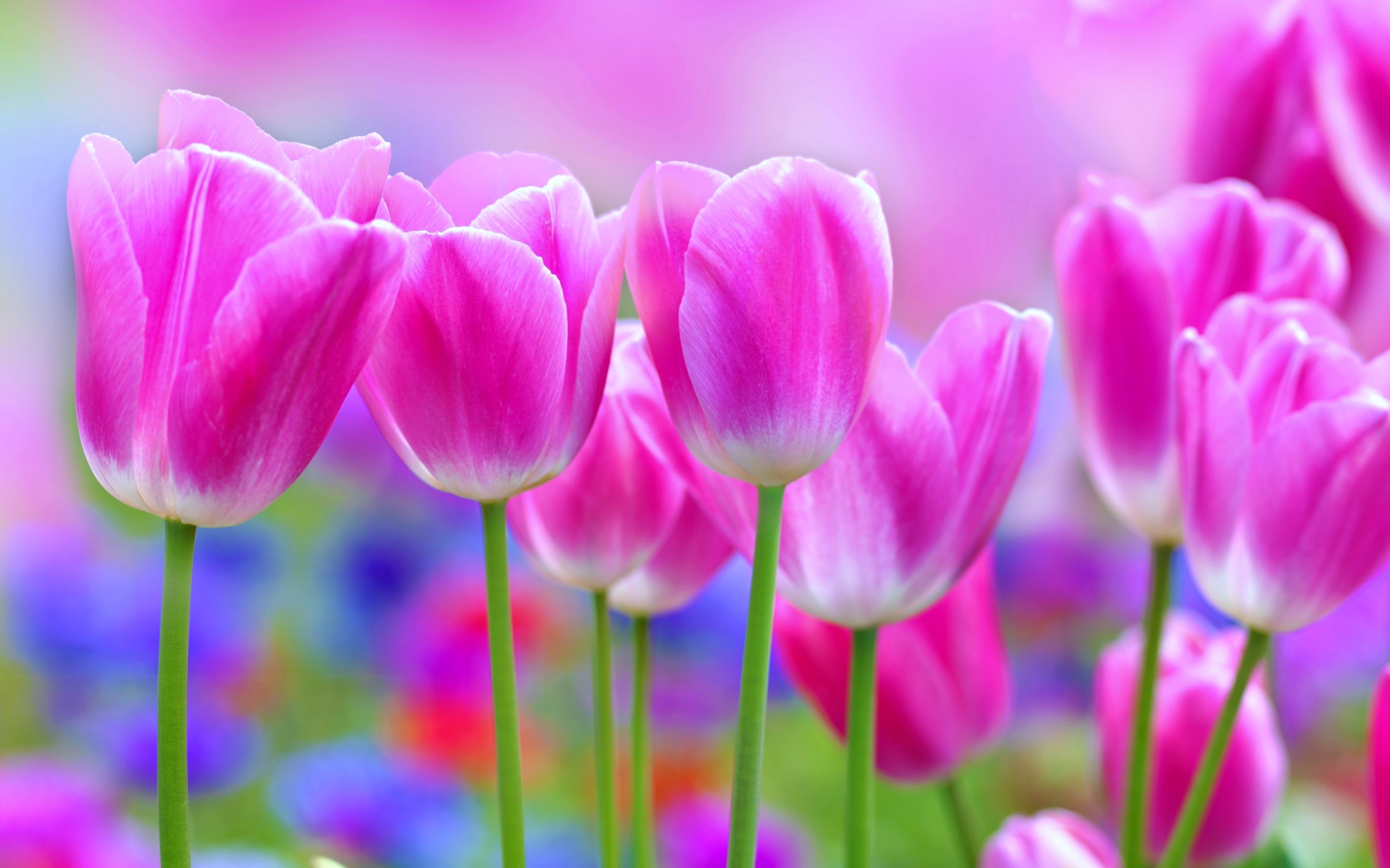 Amazing Flowers Wallpapers , Pictures - Good Morning Best Hd , HD Wallpaper & Backgrounds