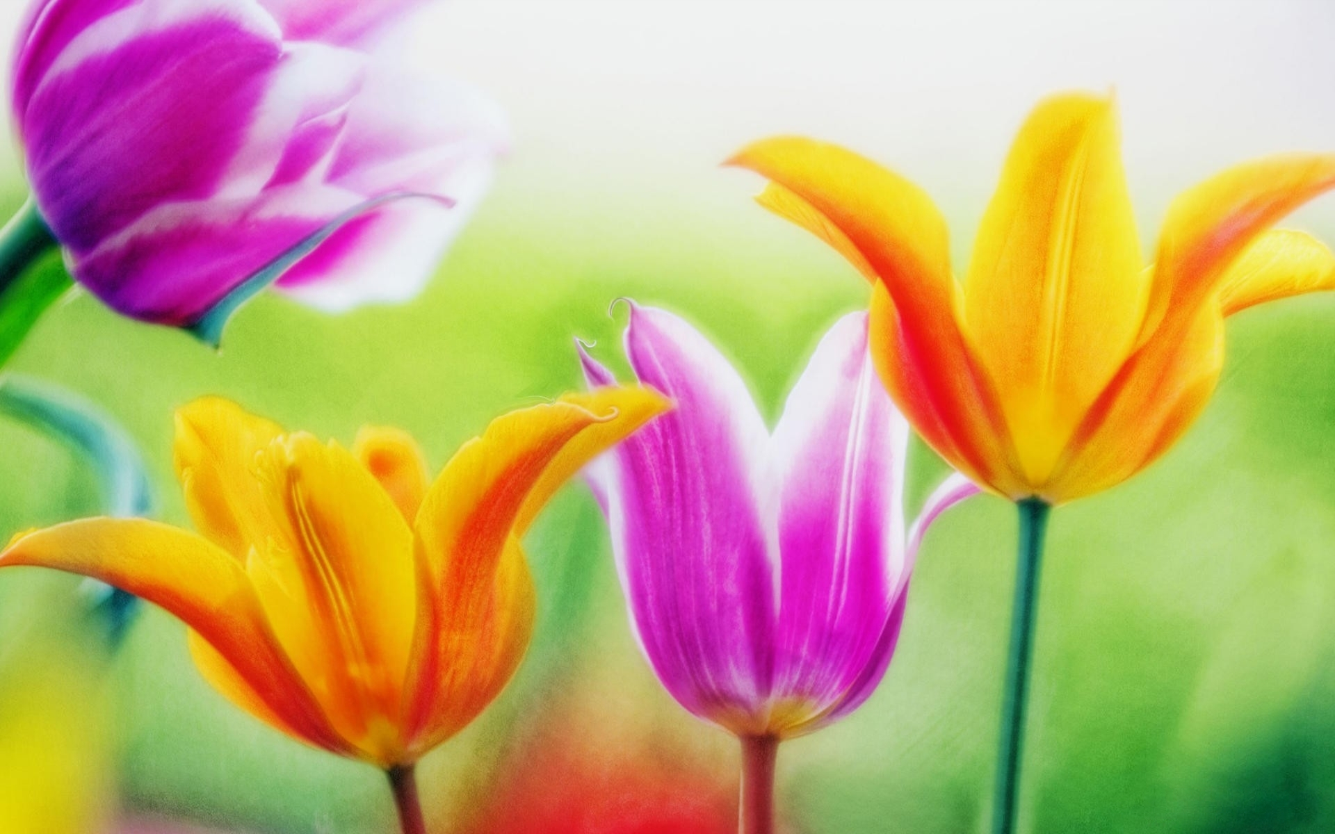 Tulip Hd Wallpaper - Flower All Photos Download , HD Wallpaper & Backgrounds