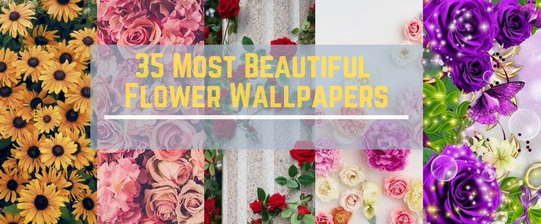 Flower Wallpapers Ar A Really Common Background For - Garden Roses , HD Wallpaper & Backgrounds