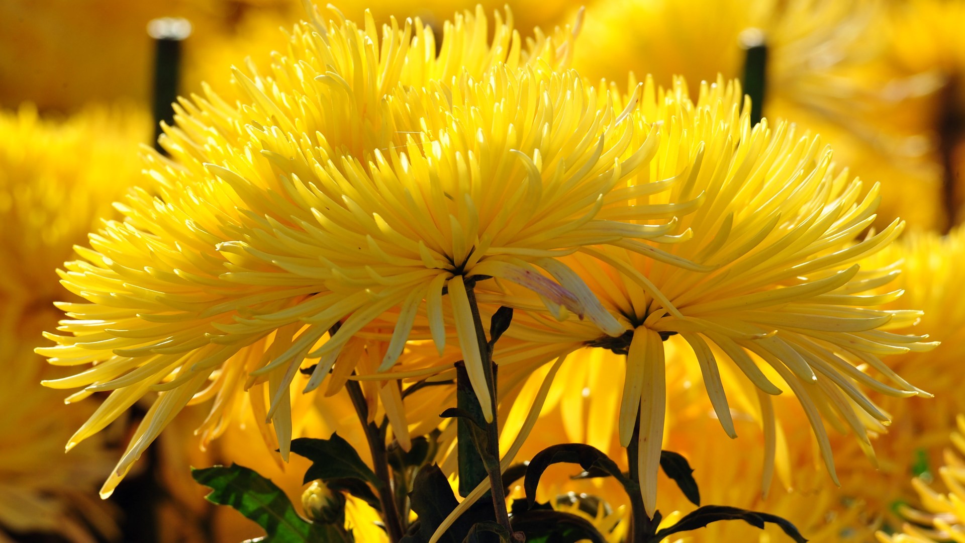 Yellow Lily Flower - Full Size Wallpapers Of Flowers Hd , HD Wallpaper & Backgrounds