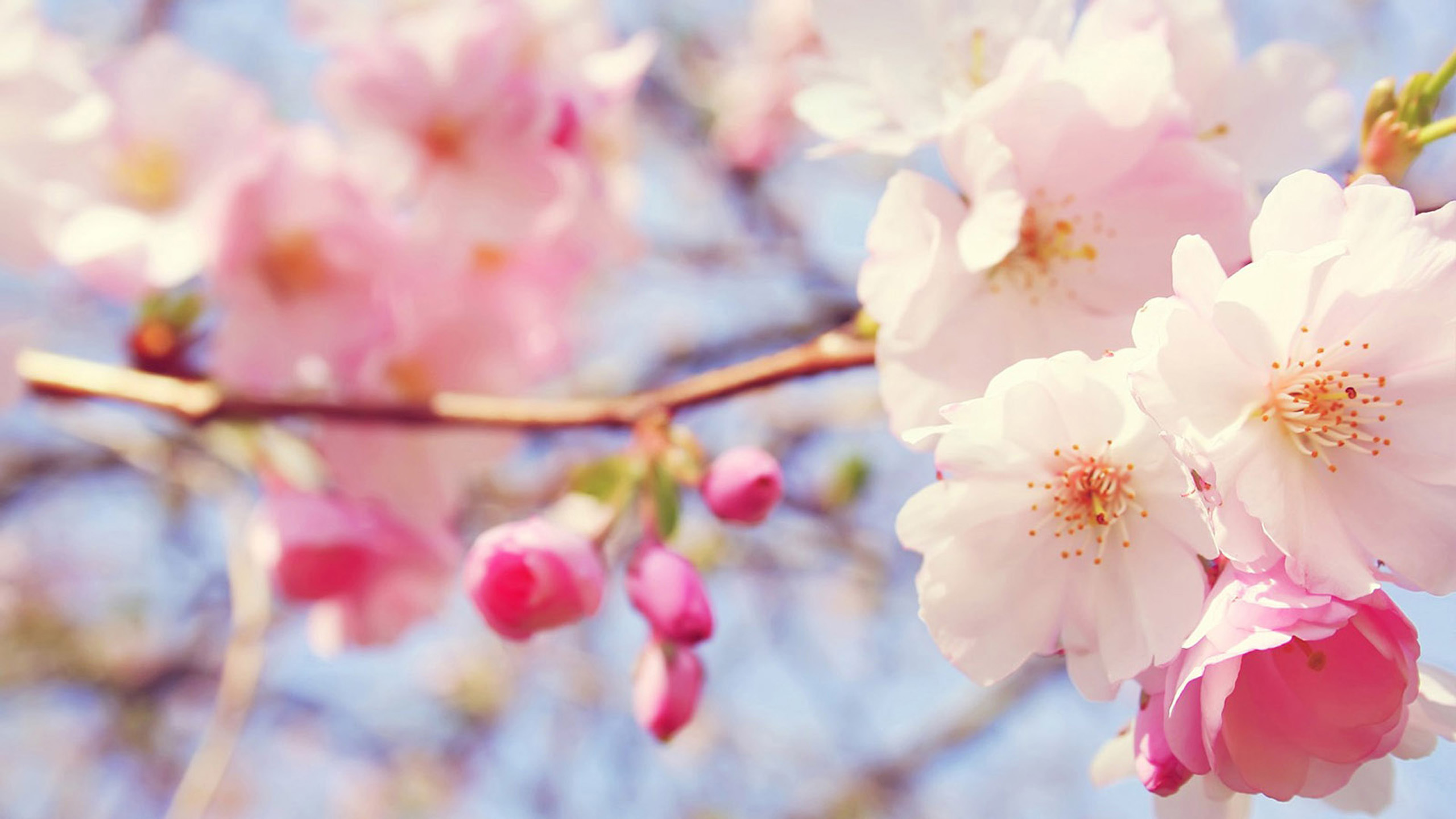 Peach Flower Wallpaper - Pink Flowers Pic Hd , HD Wallpaper & Backgrounds