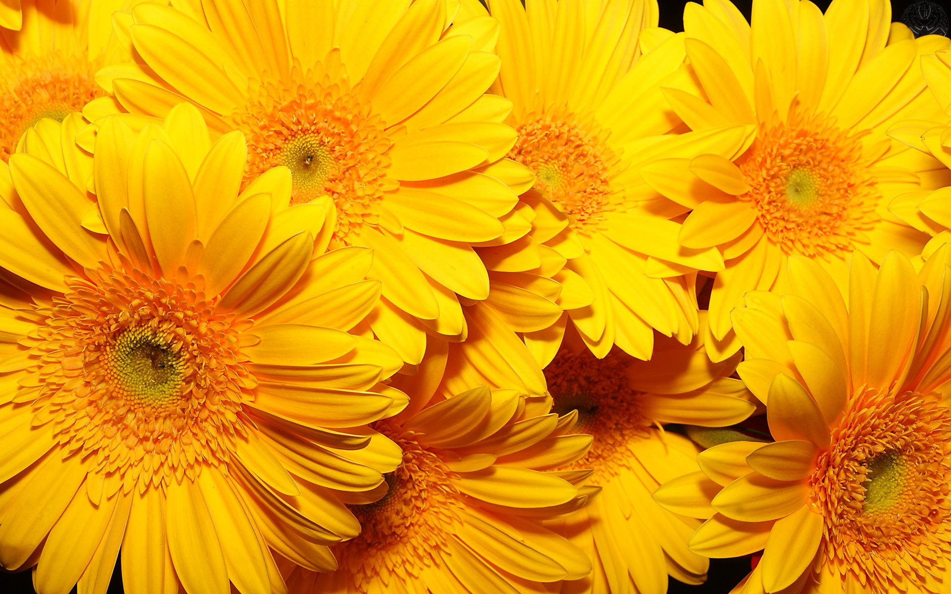 Yellow Flowers - Flores Amarillas Para Año Nuevo , HD Wallpaper & Backgrounds