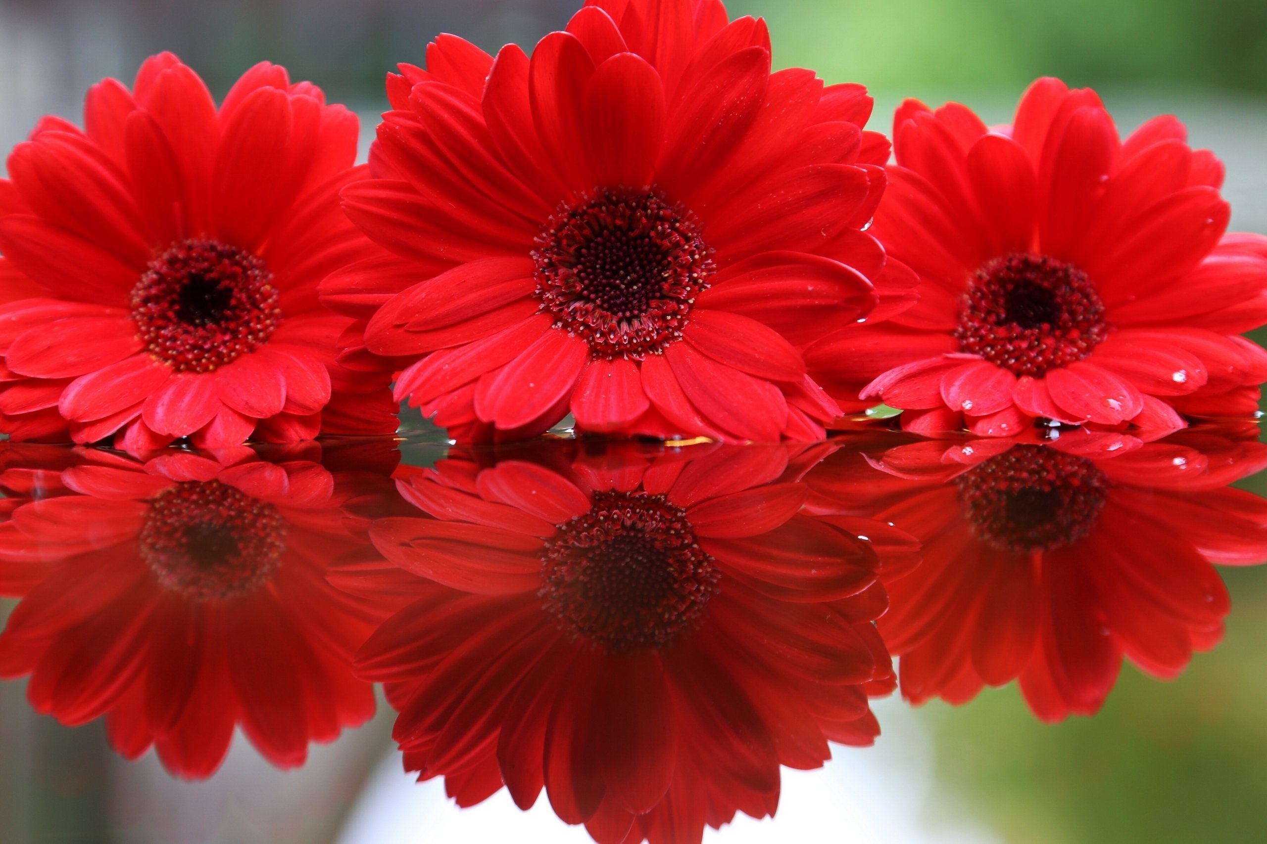 Flowers Red Hd Flower Wallpapers Mobile Wallpaper Gerberas - Mobile Wallpaper Hd Flower , HD Wallpaper & Backgrounds