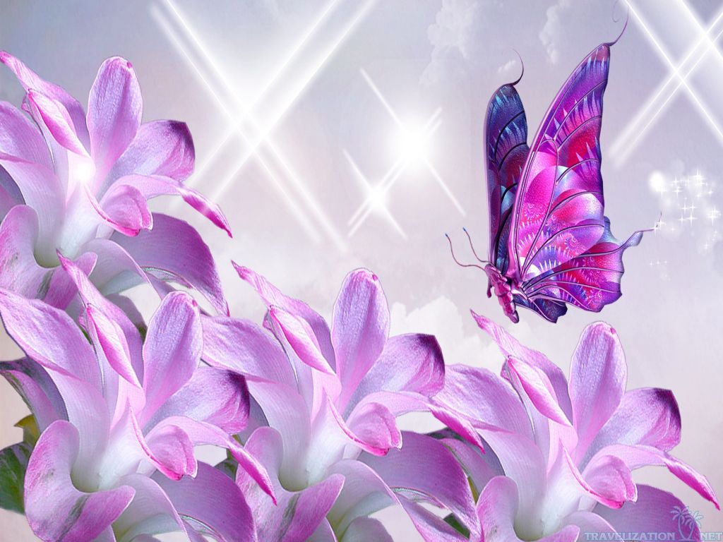 Pink Butterfly Wallpaper Flower , HD Wallpaper & Backgrounds