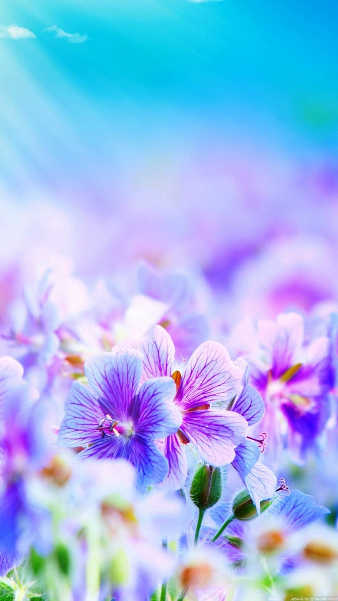 Lavender Floral Wallpape - Iphone 5 Wallpaper Flower , HD Wallpaper & Backgrounds