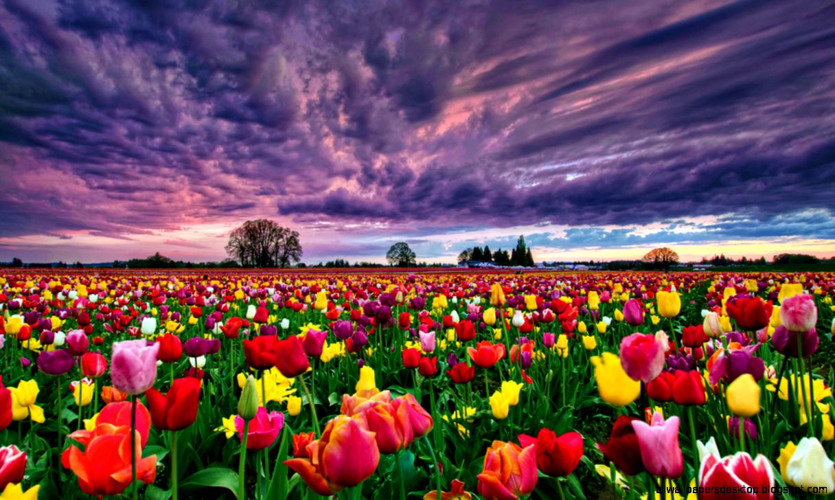 Flowers Gardens Wallpapers For Desktop Full Size - Tulips Hd Wallpaper For Desktop , HD Wallpaper & Backgrounds