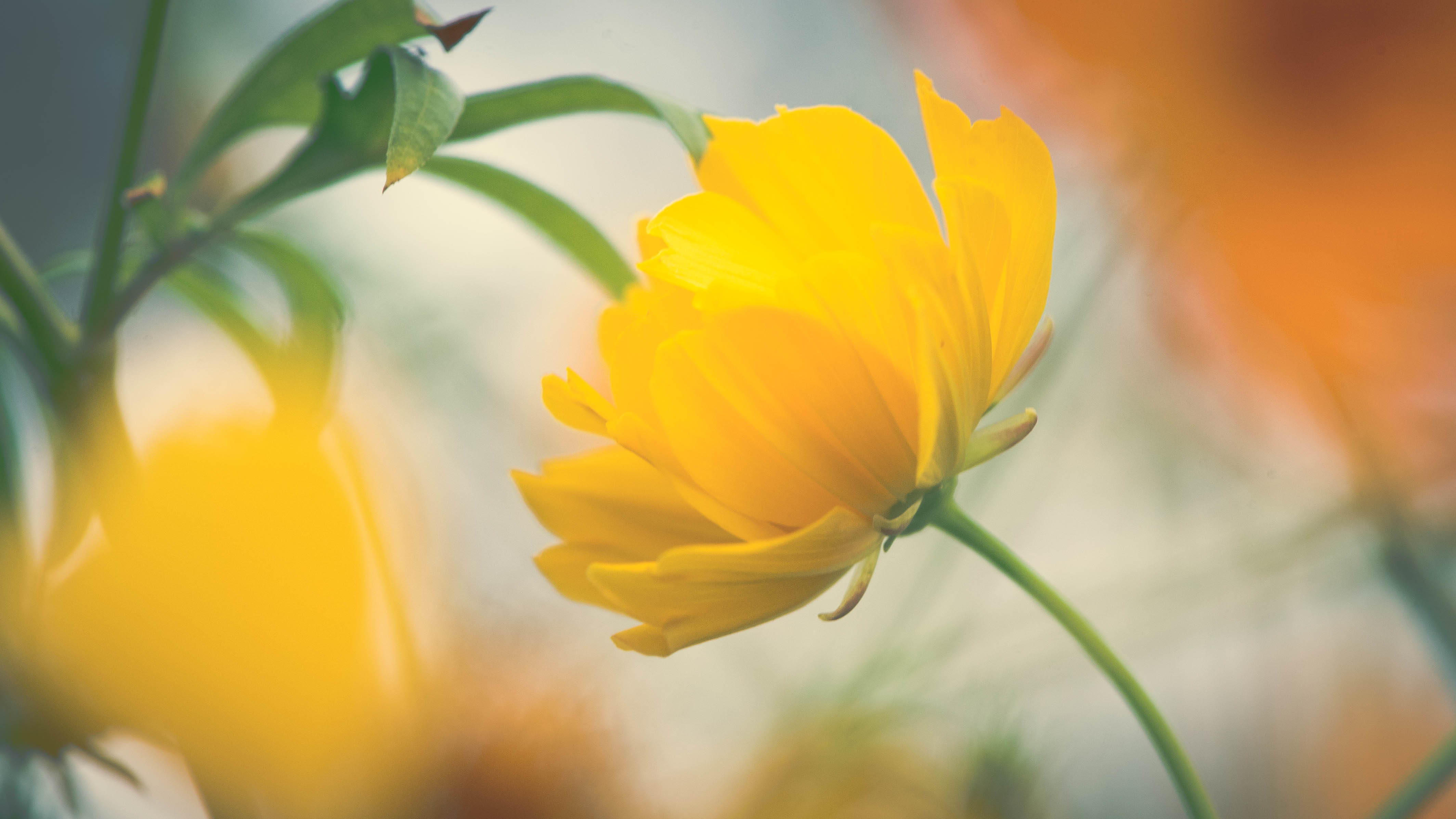Flowers / Yellow Flower Wallpaper , HD Wallpaper & Backgrounds