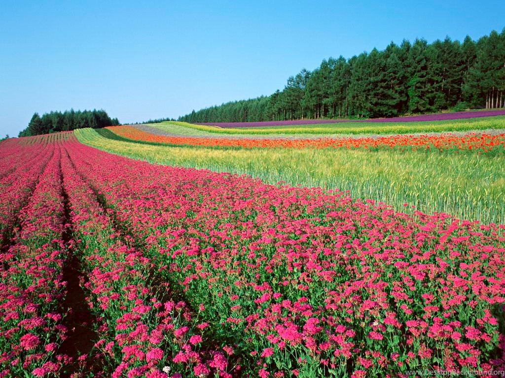 Most Beautiful Flowers Wallpapers Desktop Danasrhp - Beautiful Colour Flowers Garden , HD Wallpaper & Backgrounds