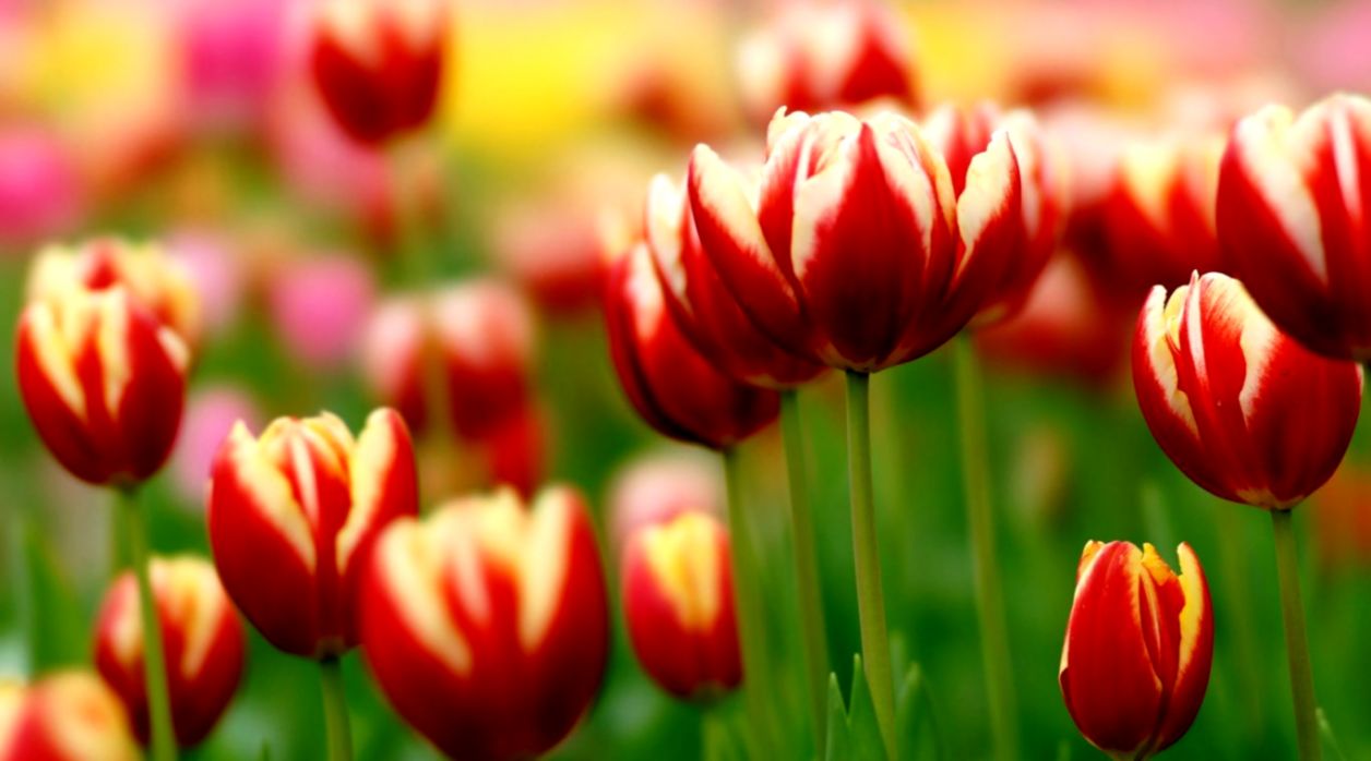 Flowers Tulips Up Close Nature Wallpapers Full Size - Springtime Nature ...