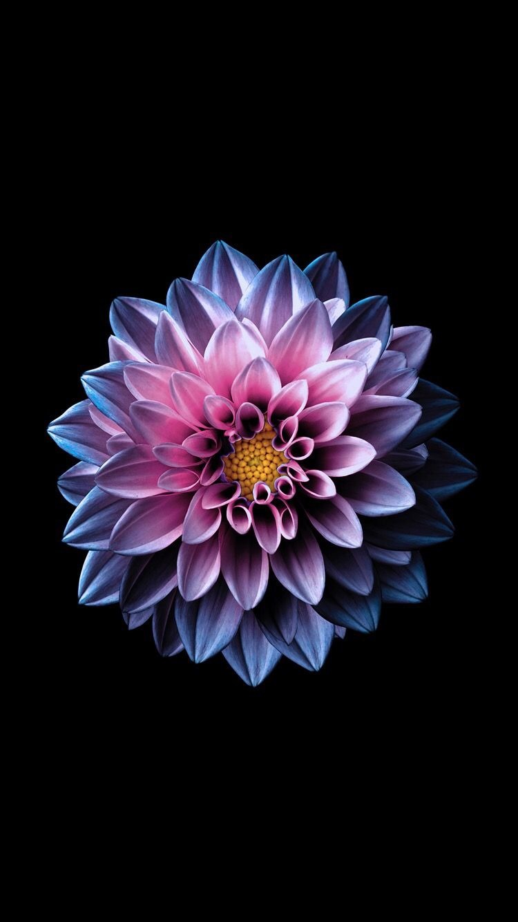 19+ Purple Iphone Wallpaper Flowers Images